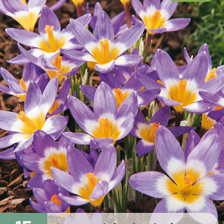 X 15 CROCUS SIEBERI TRICOLOR 5/+