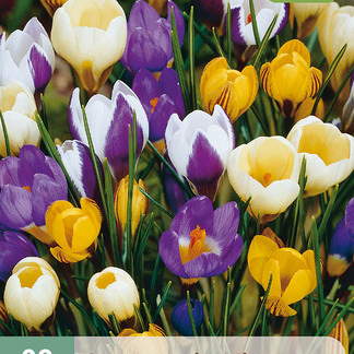 X 20 CROCUS SPECIES MIX 5/+