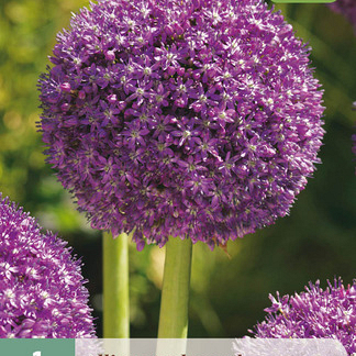 X   1 ALLIUM AMBASSADOR 18/20