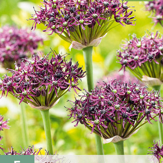 X   5 ALLIUM ATROPURPUREUM 10/+