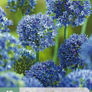 X 15 ALLIUM CAERULEUM 4/5