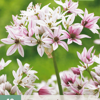 X 10 ALLIUM CAMELEON 4/+