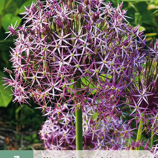 X   3 ALLIUM CHRISTOPHII 12/14