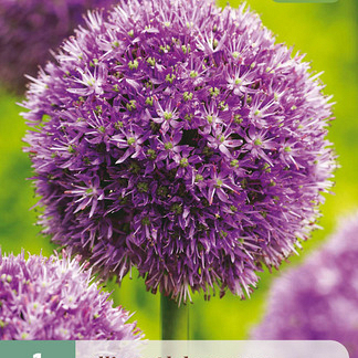 X   1 ALLIUM GLOBEMASTER 18/20