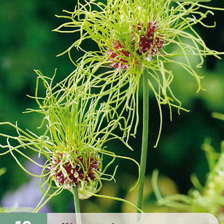 X 10 ALLIUM HAIR 5/+