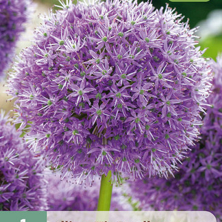 X   1 ALLIUM HIS EXCELLENCY 18/20