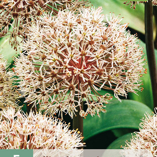 X   5 ALLIUM KARATAVIENSE 12/14