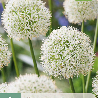 X   1 ALLIUM MOUNT EVEREST 20/+