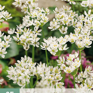 X 25 ALLIUM NEAPOLITANUM 4/+