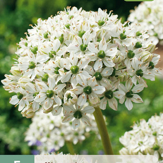 X   5 ALLIUM NIGRUM 10/12