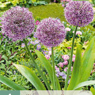 X   1 ALLIUM PARTY BALLOONS 16/18