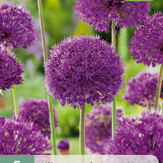 X   5 ALLIUM PURPLE SENSATION 12/14