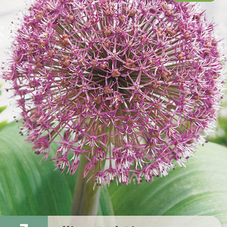 X   3 ALLIUM RED GIANT 12/14