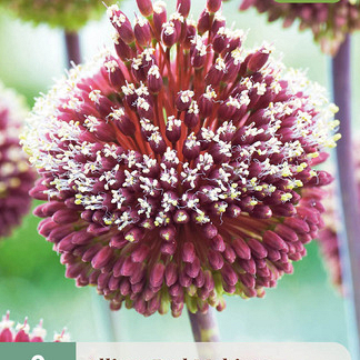 X   2 ALLIUM RED MOHICAN 10/+