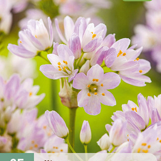 X 25 ALLIUM ROSEUM 4/5