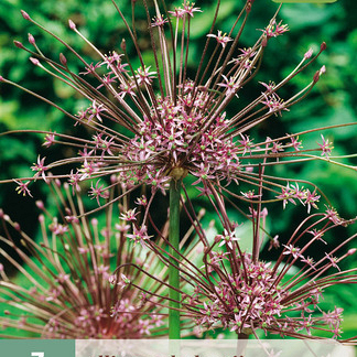 X   3 ALLIUM SCHUBERTII 10/12