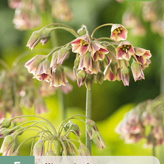 X   5 ALLIUM SICULUM 10/12