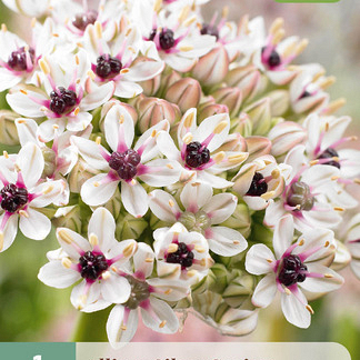 X   1 ALLIUM SILVER SPRING 10/+
