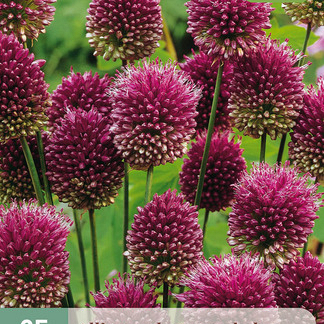 X 25 ALLIUM SPHAEROCEPHALON 5/6