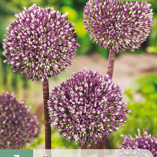 X   3 ALLIUM SUMMER DRUMMER 12/+