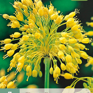 X   7 ALLIUM YELLOW FANTASY 6/+