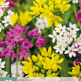 X 25 ALLIUM SPECIES MIX 4/5