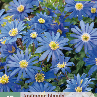X 15 ANEMONE BLANDA BLUE SHADES 5/+