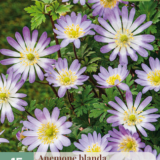X 15 ANEMONE BLANDA CHARMER  5/+
