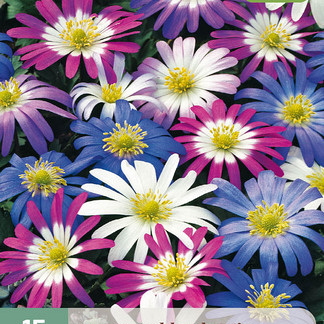 X 15 ANEMONE BLANDA MIX 5/+