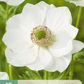 X 15 ANEMONE CORONARIA BRIDE 5/6