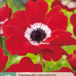 X 15 ANEMONE CORONARIA HOLLANDIA 5/6