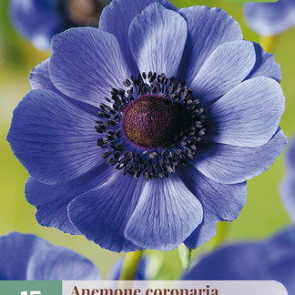 X 15 ANEMONE CORONARIA MR. FOKKER 5/6