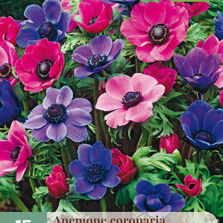 X 15 ANEMONE CORONARIA PAARS-ROZE MIX 5/6