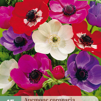 X 15 ANEMONE CORONARIA DE CAEN MIX  5/6