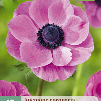 X 15 ANEMONE CORONARIA SYLPHIDE 5/6