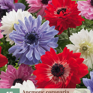 X 15 ANEMONE CORONARIA ST. BRIGID 5/6