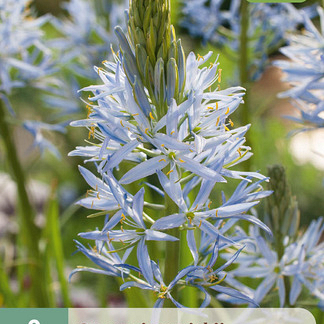 X   2 CAMASSIA CUSICKII 14/+