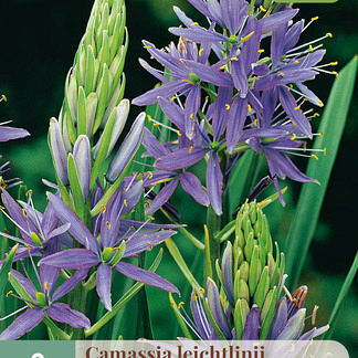 X   2 CAMASSIA LEICHTLINII CAERULEA 14/+