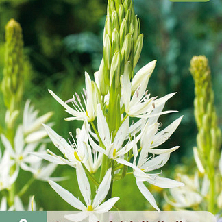 X   2 CAMASSIA LEICHTLINII ALBA 14/+
