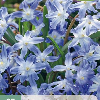 X 25 CHIONODOXA LUCILIAE 5/+