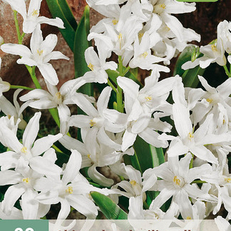 X 20 CHIONODOXA LUCILIAE ALBA 5/+