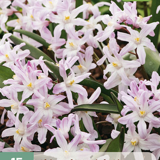 X 15 CHIONODOXA PINK GIANT 5/6