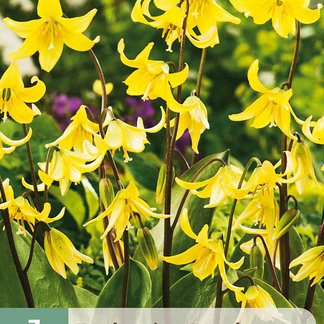 X   3 ERYTHRONIUM PAGODA I