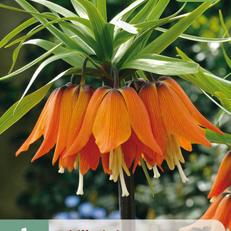 X   1 FRITILLARIA AURORA 20/24