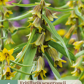 X   1 FRITILLARIA GREEN EYES 20/24