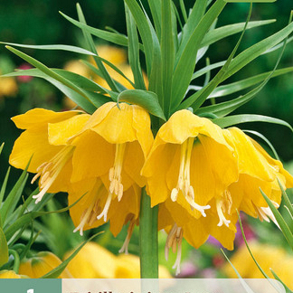 X   1 FRITILLARIA LUTEA 20/24