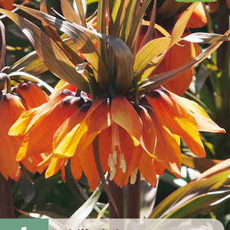 X   1 FRITILLARIA SUNSET 20/24