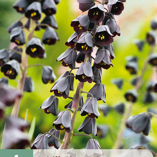 X   1 FRITILLARIA PERSICA 20/24