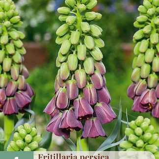 X   1 FRITILLARIA PERSICA PURPLE FAVORITE 18/20