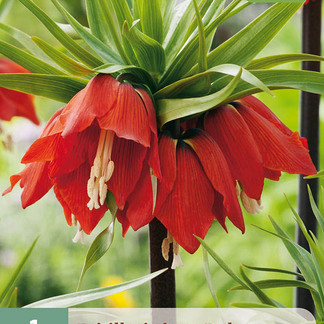 X   1 FRITILLARIA RUBRA 20/24